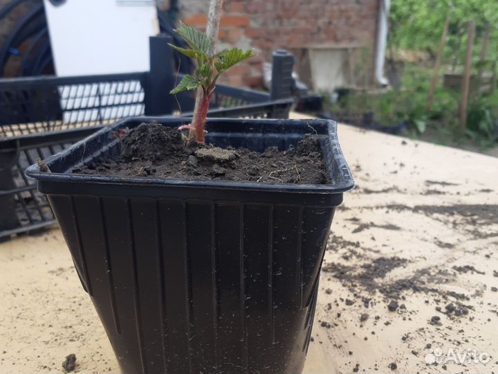 Саженцы малины Полька в горшках с зкс