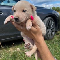 Собака в добрые руки щенок