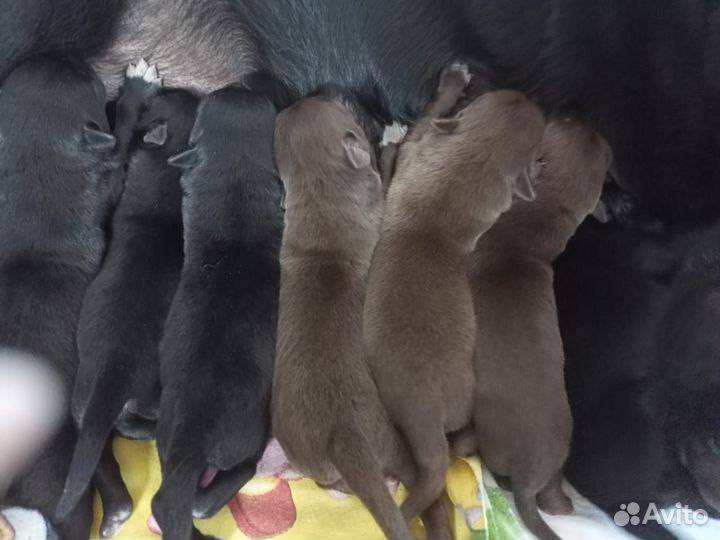 Щенки лабрадора