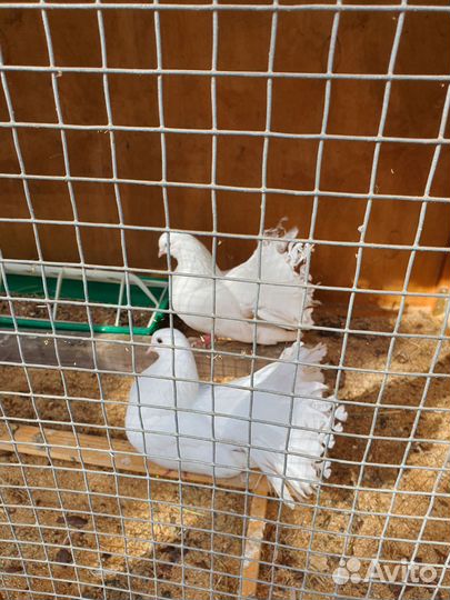 Голуби белые павлины