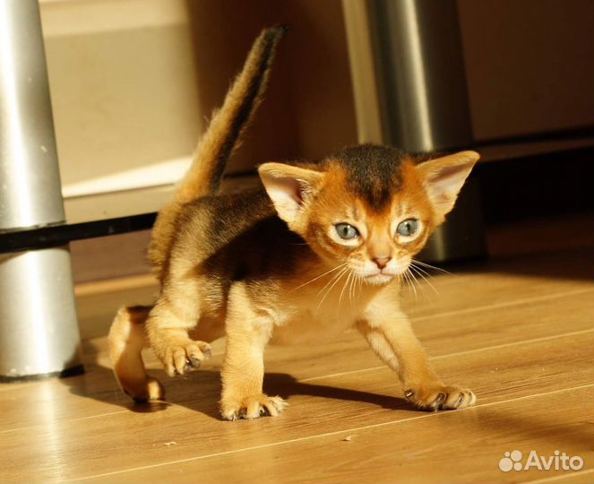 Абиссинские котята