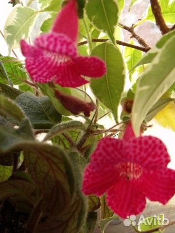 Сортовые колерии