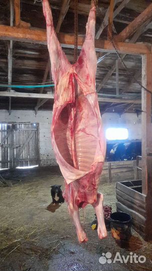 Мясо говядина для собак