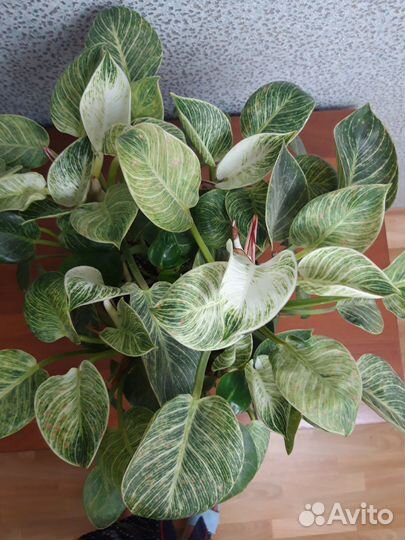 Филодендрон Биркин