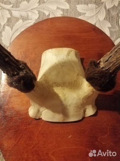 Рога косули