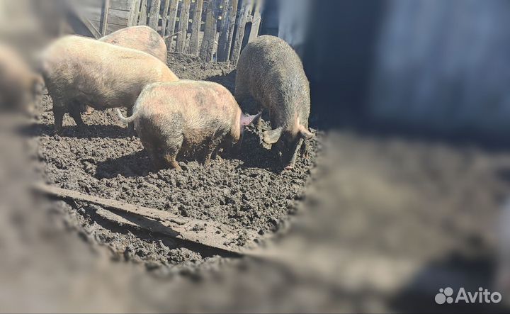 Свиньи живым весом,поросята