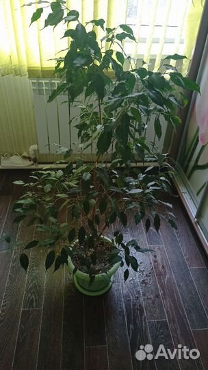 Фикус бенджамина большой