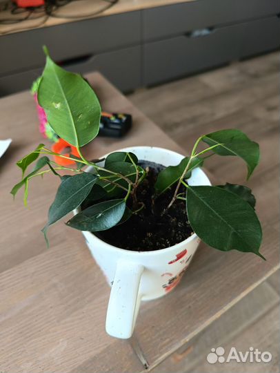 Фикус микрокарпа и бенжамин