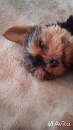 Вязка кобель mini йорк