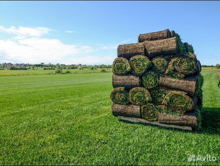 Рулонный газон под ключ Элитный