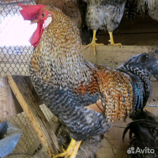 Молодые петухи