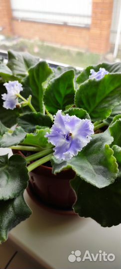 Фиалки продажа