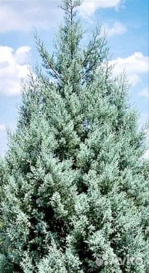 Семена кипариса 4 сорта