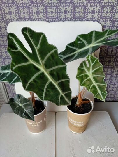 Растения (алоказия, фикус, сансевиерия, фиалка)