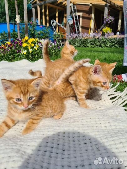 Золотые мальчишечки в самые добрые ручки