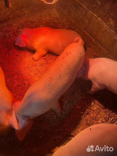 Поросята Ливинской породы