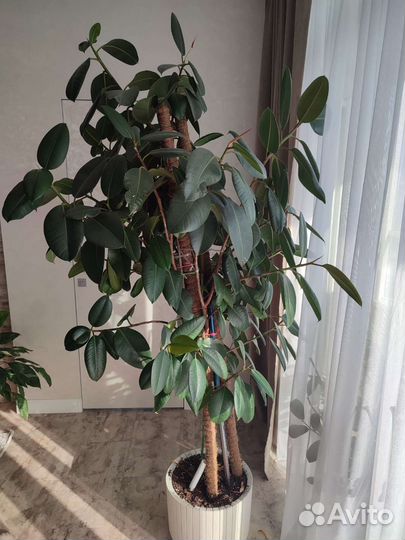 Комнатные растения цветы