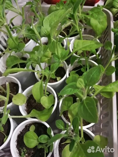 Рассада однолетних цветов