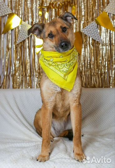 Лакки предали люди