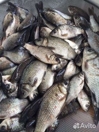 Карась живец