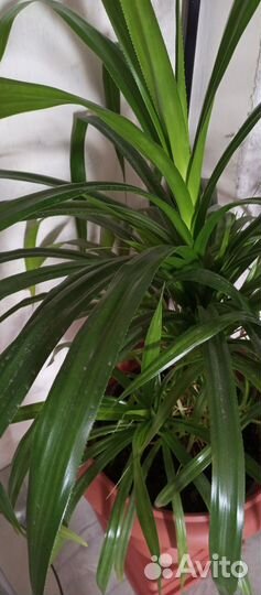Комнатные цветы панданус