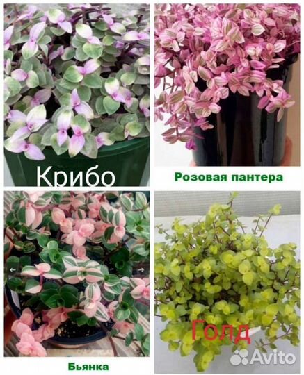 Каллизия 4 сорта