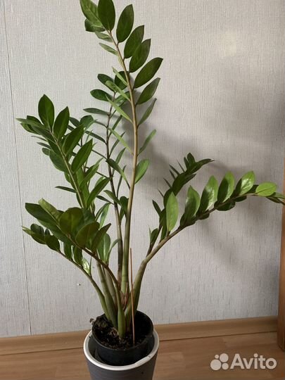 Комнатные растения цветы большие
