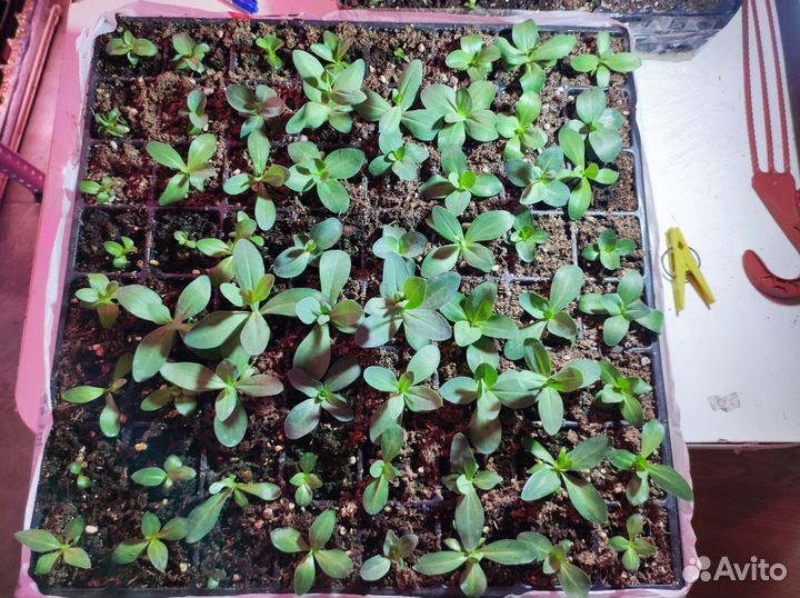 Эустома в кассетах