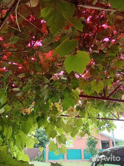 Виноград Изабелла ягоды