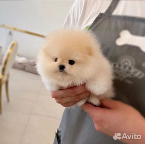 Померанские Шпицы Микро и Мини