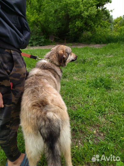 Север ищет дом