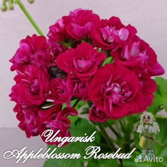 Пеларгония герань сортовая розебудная