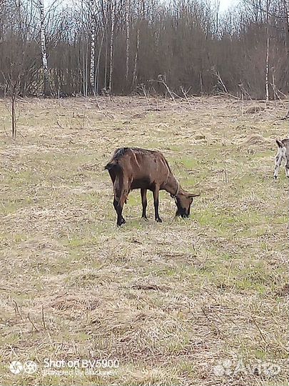 Козы дойные