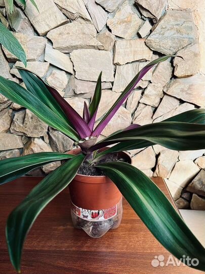 Продам комнатные цветы