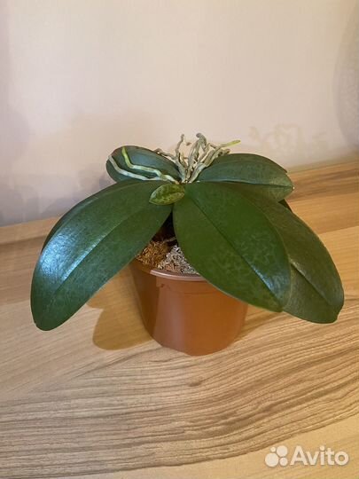 Орхидея (фаленопсис)