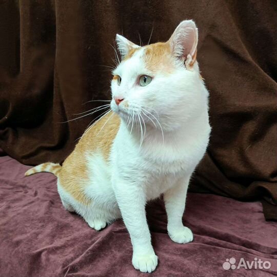 Кот в добрые руки