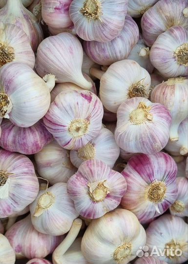 Фермерский чеснок озимый Любаша