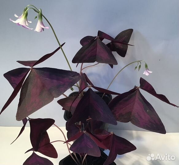 Кислица оксалис