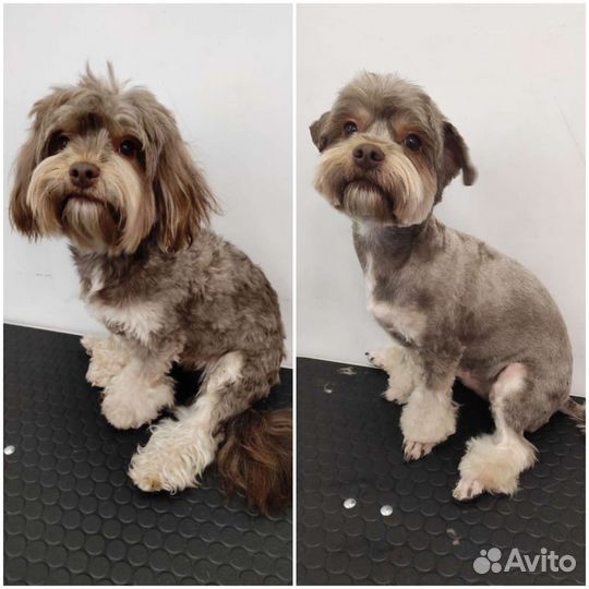 Грумер для мелкашей и котиков