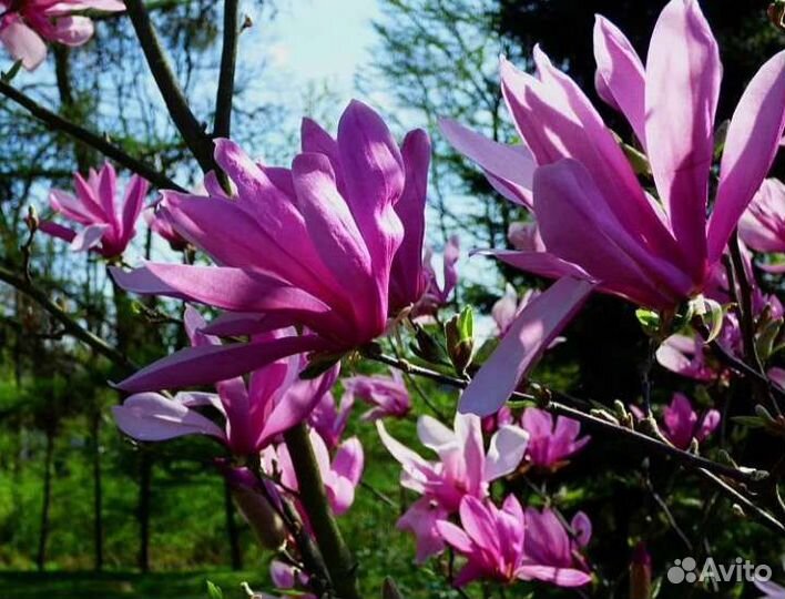 Магнолия Суланжа