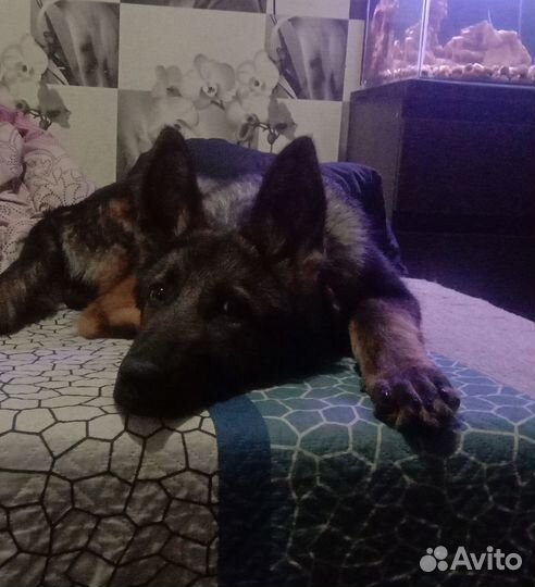 Щенок но рр