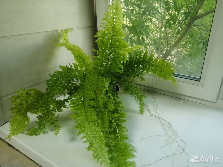 Папоротник