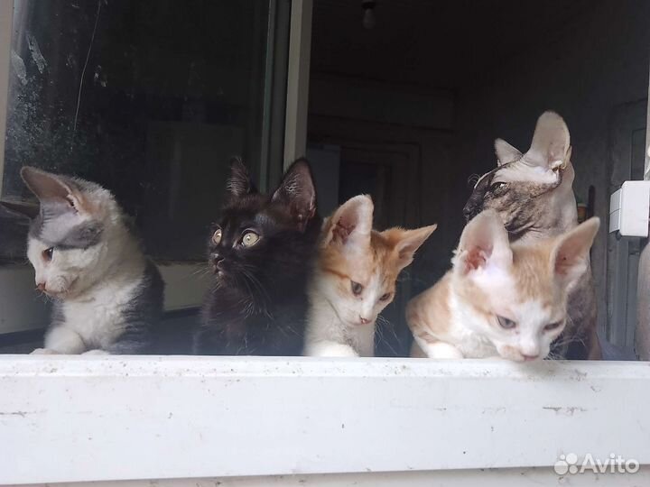 Котята (полукровки сфинкса) отдам