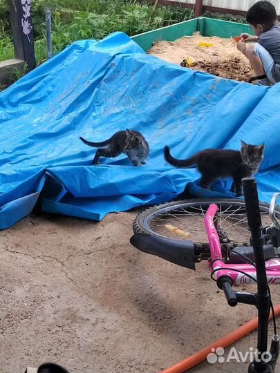 Кошки в добрые руки бесплатно