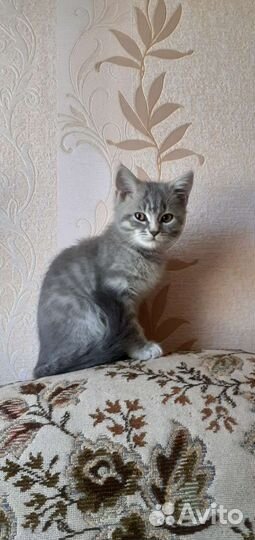 Кошка в дар бесплатно