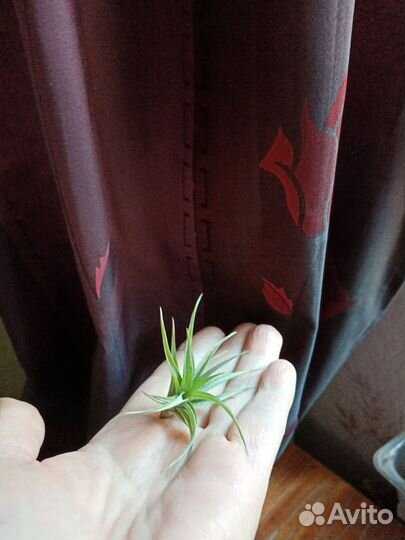 Тилландсия Атмосферная