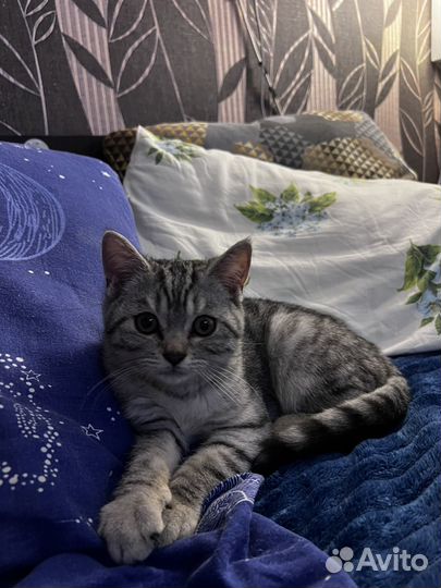 Шотландский котенок