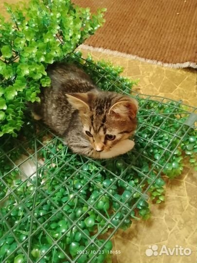 Котенок в добрые руки