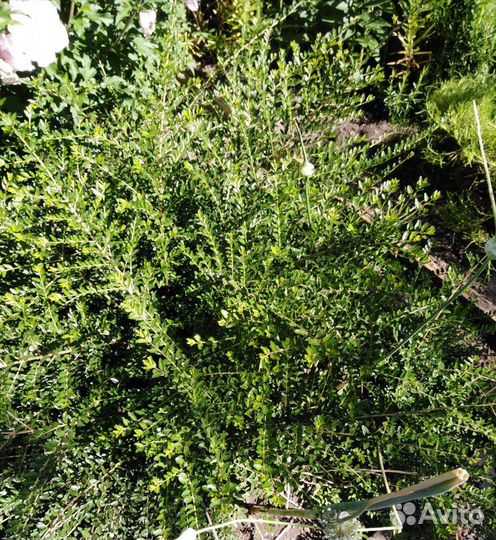 Декоративные кусты