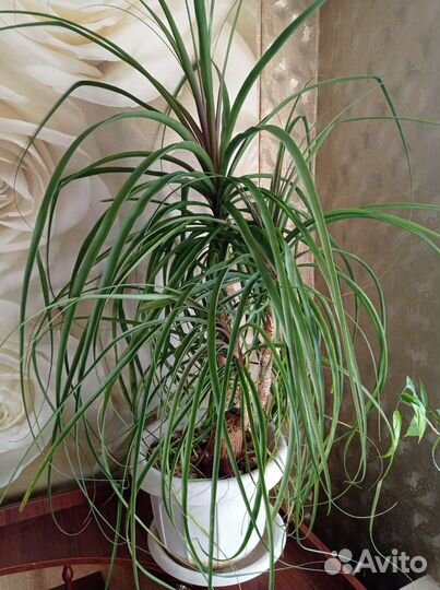 Пальма Панданус